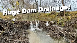 Draining FLOODED Channel! Massive Beaver Dam!