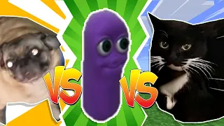 Pug Vibing VS Beanos VS Maxwell The Cat