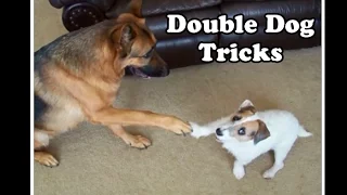 Amazing Double Dog Tricks by Jesse and Kaine