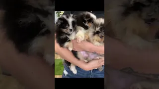 Have You Ever Seen Tri-color Pomeranians?