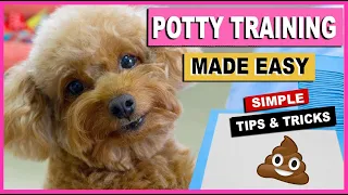 HOW TO POTTY TRAIN YOUR DOG QUICKLY- TRAINING MY TOY POODLES |THE POODLE MOM