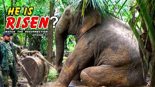 Rescue mission for a one-eyed elephant in the middle of a village