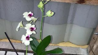 Orquídea Denphal na Kokedama