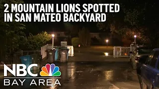 Two Mountain Lions Spotted Attacking Deer in San Mateo Backyard