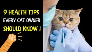 9 Health Tips Every Cat Owner Should Know | Cat Health Signs and Treatment
