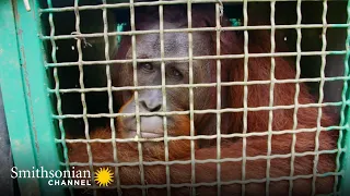 Orangutan Release Amidst Rough Rapids 🙊 Orangutan Jungle School | Smithsonian Channel