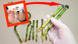 How to Propagate Bamboo from cuttings _ How to Propagate Lucky Bamboo through Cuttings