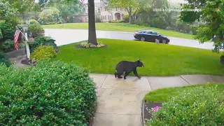 Black bear sightings on the rise across south-central Pa.