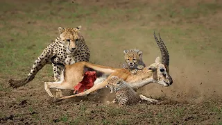 Cheetah Mom Teaches Her Cubs The Ropes of Hunting