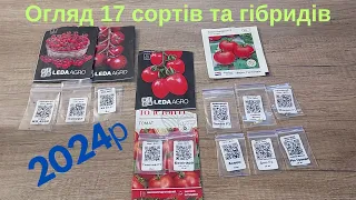 Які томати посадити в 2024 році? Огляд 17 сортів та гібридів томатів