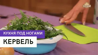 Кервель  Кухня под ногами