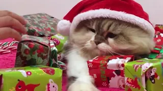 Cute Funny Cat Christmas Gift Videos