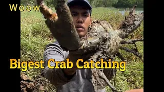 GIANT CRAB Catch & Cook || Giant MUDCRABS Catch n Cook || #crabscatching #hunting