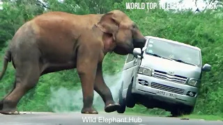 Top 10 Insane Elephant Attacks Caught On Camera In 2024
