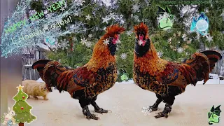 Новогоднее настроение,танго, Павловские #куры, New Year mood, #Pavlovskie_chickens, #Rooster Sings