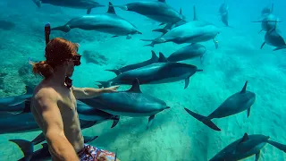 Swimming with Dolphins in Hawaii! | MicBergsma