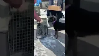 El insólito momento en el que una familia se reencuentra con su perro perdido en Alaska