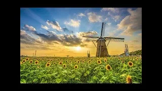 Sunflower Fields  Yellow Sunflowers in UHD Relax Video   1 Hour Nature Sounds