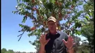 How to Keep Birds Off Your Fruit Trees