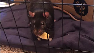 Play time: food puzzles for rats