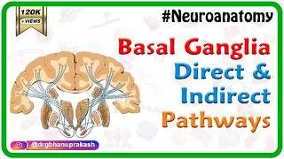 Basal ganglia Direct and indirect pathways - #Usmle Neuroanatomy Animations