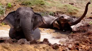 The Elephant That Didn’t Want To Get Out Of The Mud