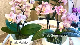 Орхидеи Парфюмерные фабрики новинка Summerion и Valkion (Валкион)