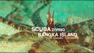 Scuba Diving Bangka Island in 2023 - North Sulawesi in Indonesia