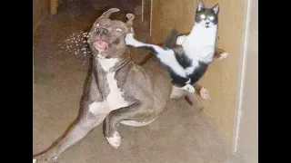 😺 Cats vs dogs! 🐶 Funny videos with dogs, cats and kittens! 🐱