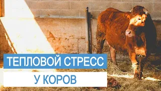 Тепловой стресс у коров. Как помочь животным в жару.