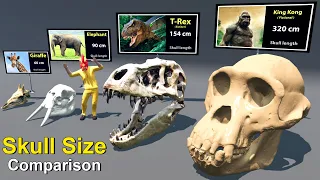 Skull Size Comparison 3d Animation | size comparison | Animal Skull & Biggest skull | Skull sizes