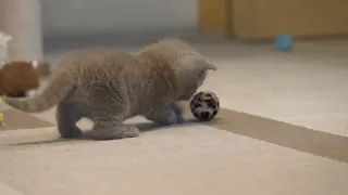 Британский котик Гоша в возрасте 4 недели
