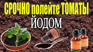 ЙОД - СУПЕР СРЕДСТВО ДЛЯ РАССАДЫ ТОМАТОВ!