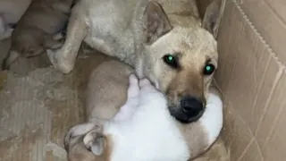 New Funny Videos 2024 😍 Cutest Cats and Dogs 🐱🐶