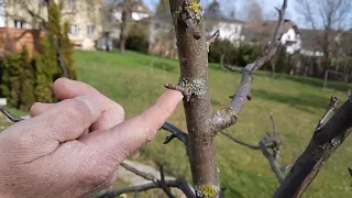 Apfel-Halbstamm: der richtige Aufbauschnitt