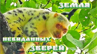 Земля невиданных зверей. Запускаем новый проект!