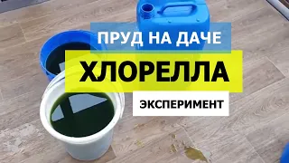 Хлорелла, запуск в свой пруд на даче, копанка своими руками!