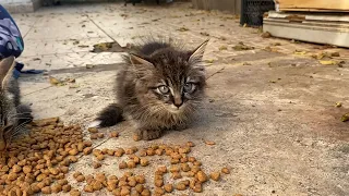 Sweet kitten meowing beautifully. The kitten is very hungry and wants food from me. 🥰😍