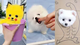 Tik Tok Chó Phốc Sóc Mini 😍 Funny and Cute Pomeranian #288