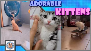 Adorable fluffy kittens, to make your day happy! Comment your favorite! #016 Subscribe for more!