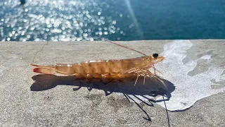 Using Live Shrimp to fish in Florida Keys Bridges | with @TodosobrePesca