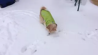 Sophie Discovers Snow