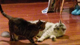 Bengal and Maine Coon Cats Play Fight