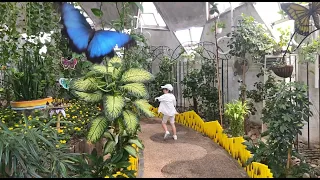 Butterfly garden Dubai.  Сад бабочек в Дубай.