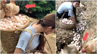 Beautiful woman works hard on her amazing chicken farm | Mr Lee