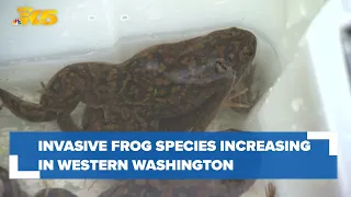 Invasive African clawed frogs increase in western Washington