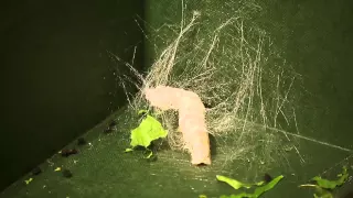 Silkworms Eating, Cuddling & Spinning Timelapse