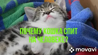 Почему кошка спит на человеке?