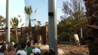 Lion sprays visitors at San Diego Zoo