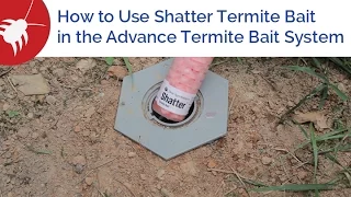 How to Use Shatter Termite Bait in the Advance Termite Bait System